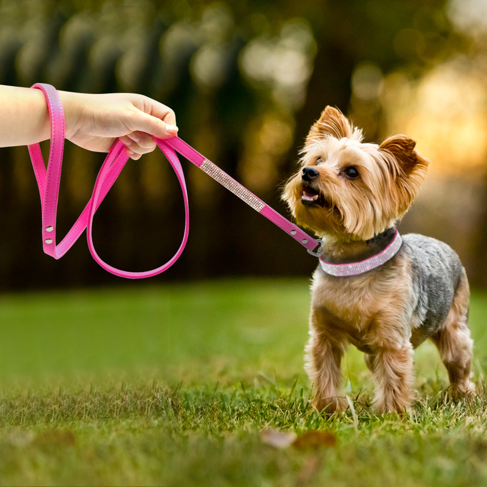 small dog with a pink leash and a diamond collar
