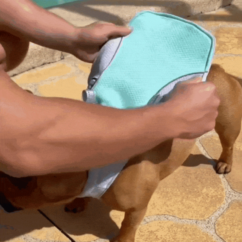 a dog with a blue and pink vest to keep him cooled in the sun